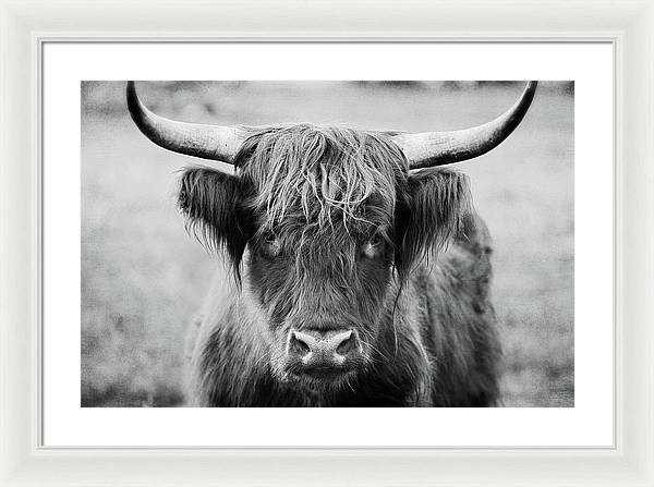 Scottish Highland Cow Black and White - Framed Print