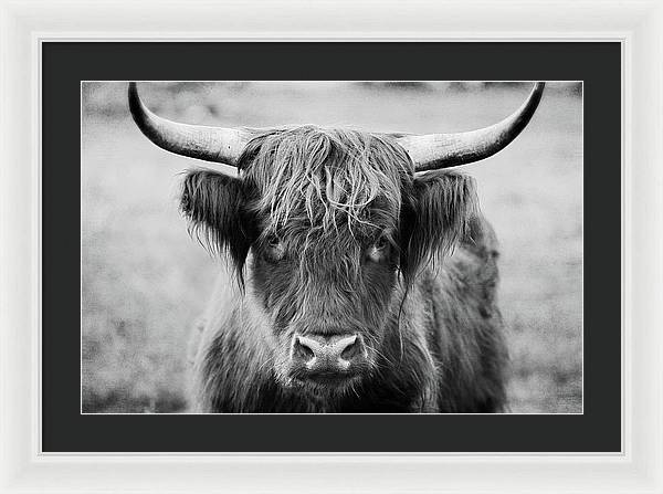 Scottish Highland Cow Black and White - Framed Print