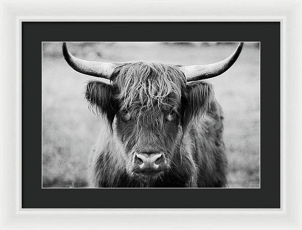 Scottish Highland Cow Black and White - Framed Print