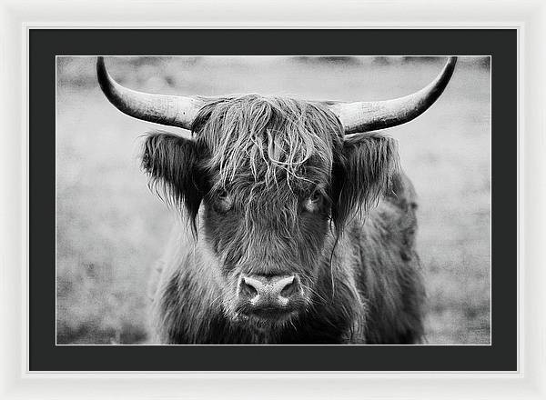 Scottish Highland Cow Black and White - Framed Print