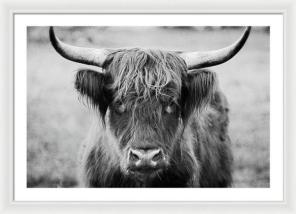 Scottish Highland Cow Black and White - Framed Print