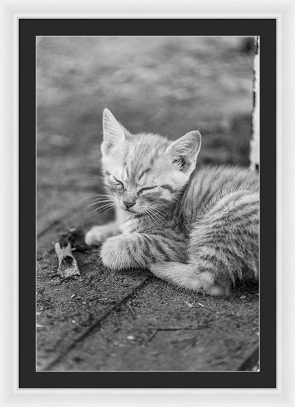 Sleepy Kitten | Framed Photography Wall Art