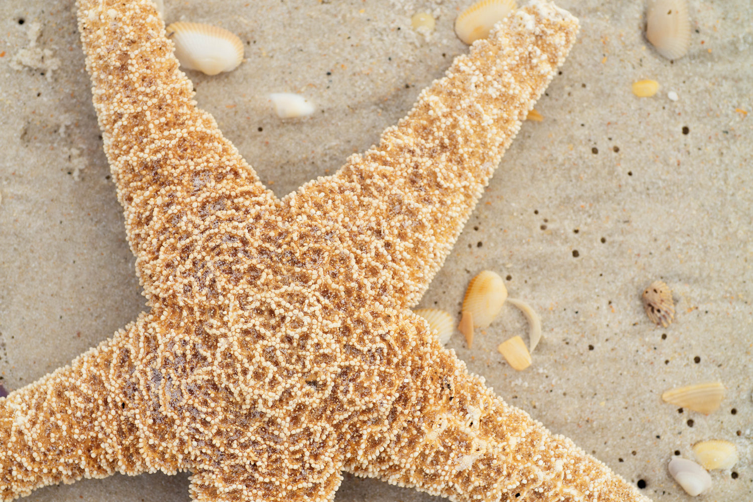 Beach Prints - Erin Johnson Photography