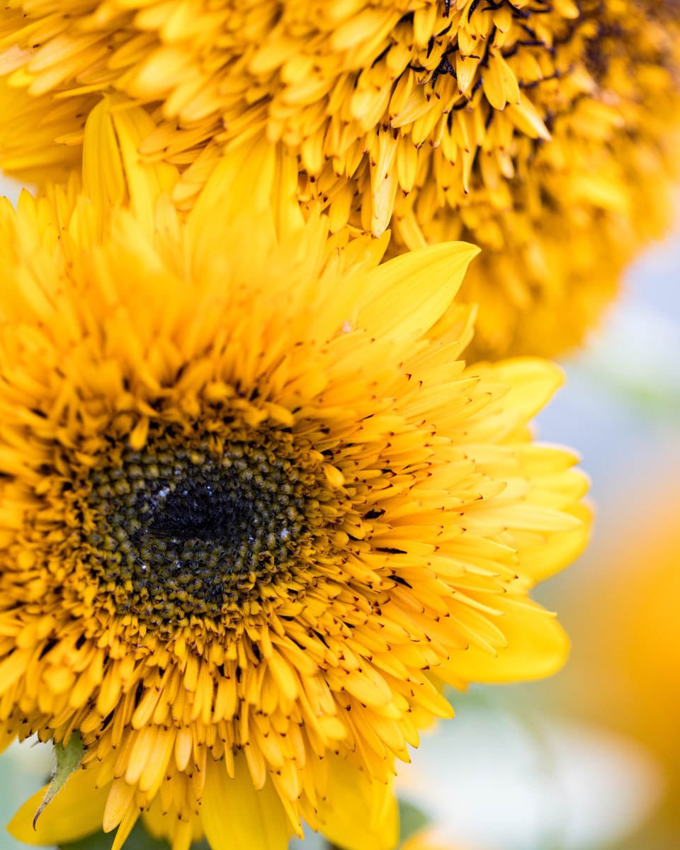 Floral Photography Prints - Erin Johnson Photography