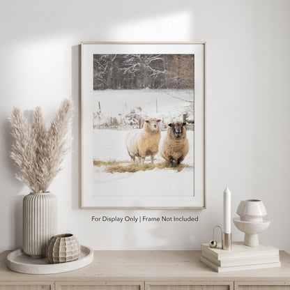 Snowy sheep photography print featuring two sheep standing in a winter pasture, rustic farmhouse wall art.