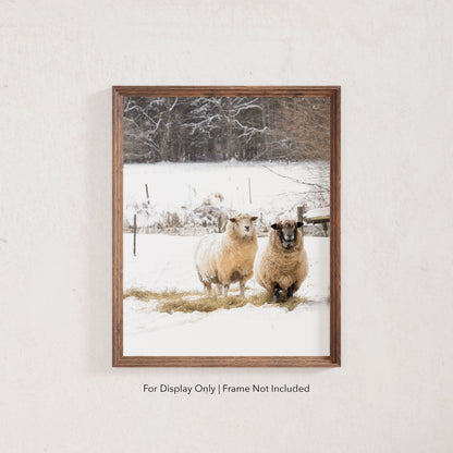 Snowy sheep photography print featuring two sheep standing in a winter pasture, rustic farmhouse wall art.