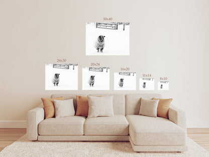 Black and white sheep photography print in snow rustic farmhouse wall art