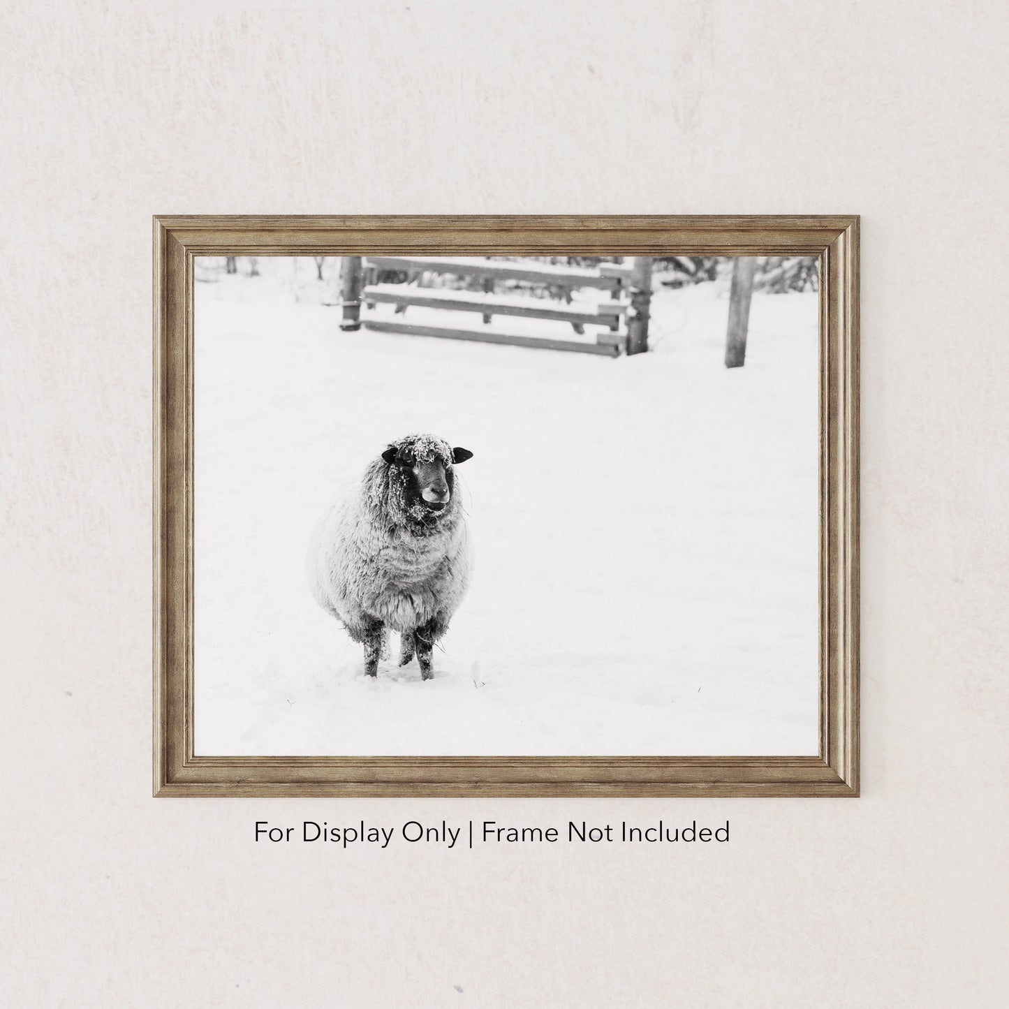 Black and white sheep photography print in snow rustic farmhouse wall art
