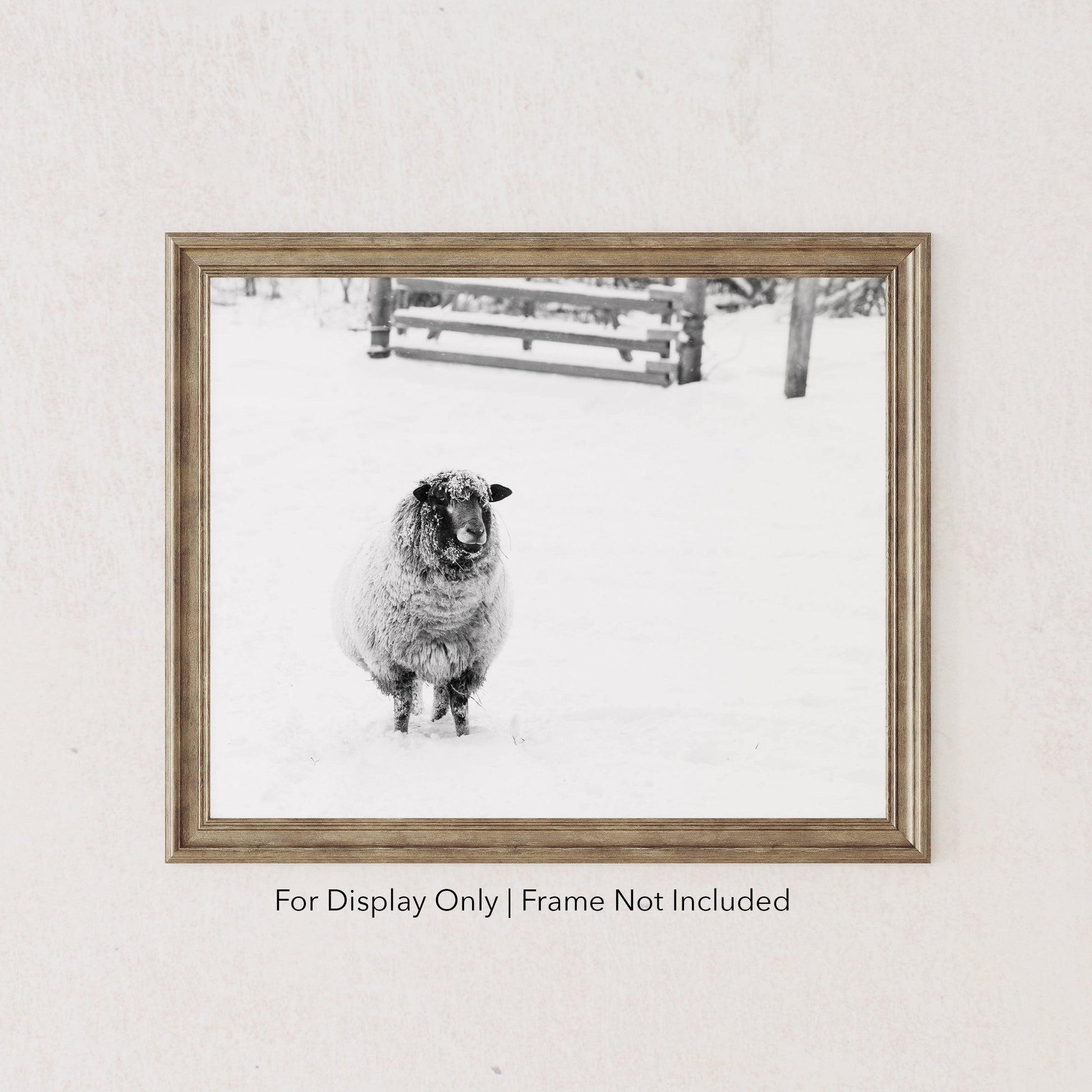 Black and white sheep photography print in snow rustic farmhouse wall art