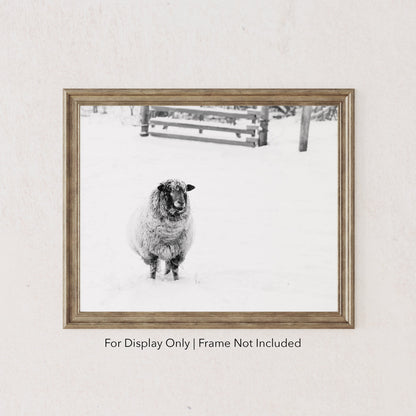 Black and white sheep photography print in snow rustic farmhouse wall art
