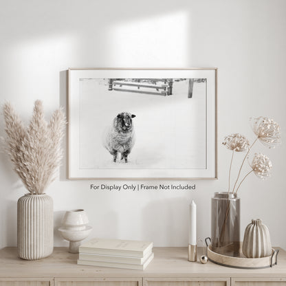 Black and white sheep photography print in snow rustic farmhouse wall art