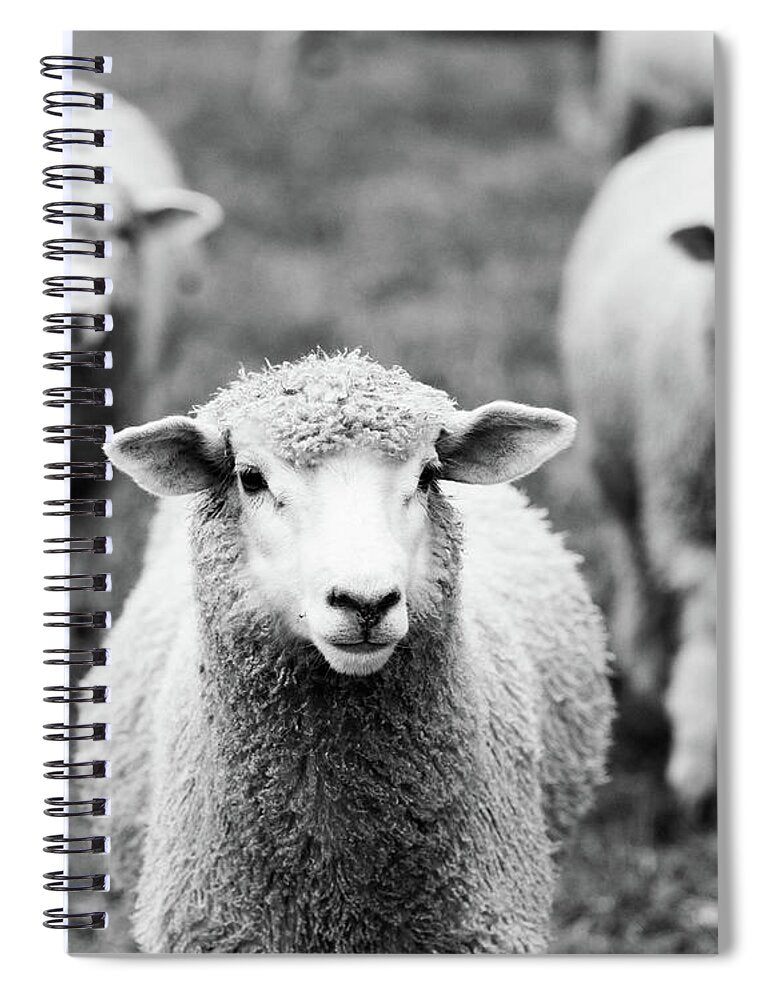 Black and White Sheep 1 - Spiral Notebook