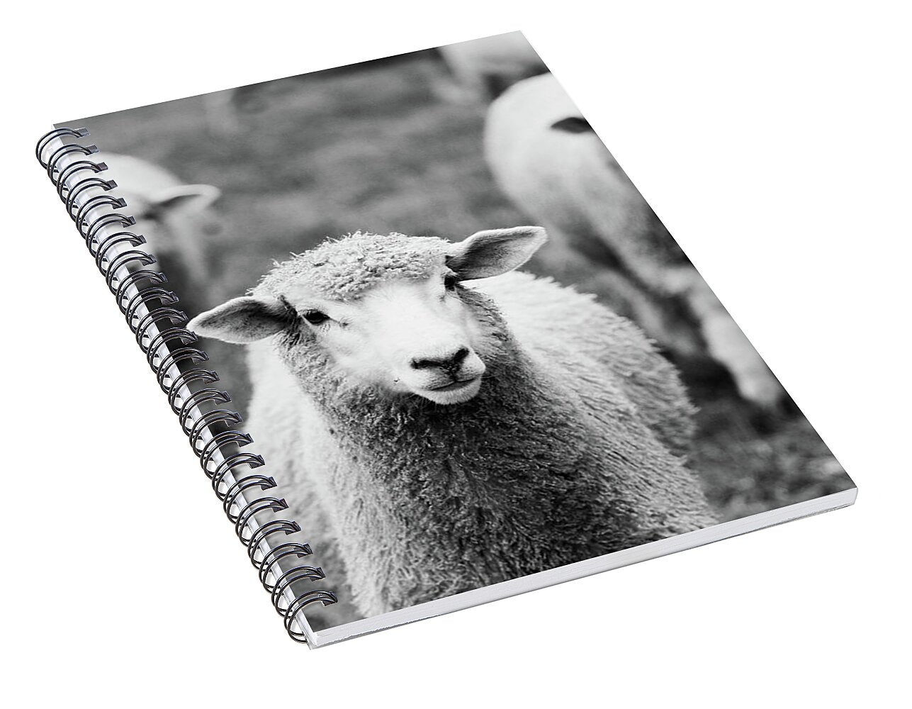 Black and White Sheep 1 - Spiral Notebook