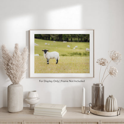 Scottish sheep standing in a green pasture with blurred flock in the background, rustic countryside photography.