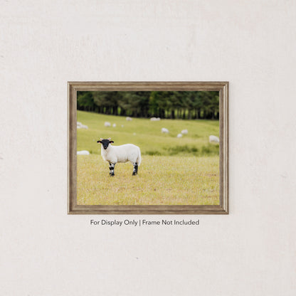 Scottish sheep standing in a green pasture with blurred flock in the background, rustic countryside photography.