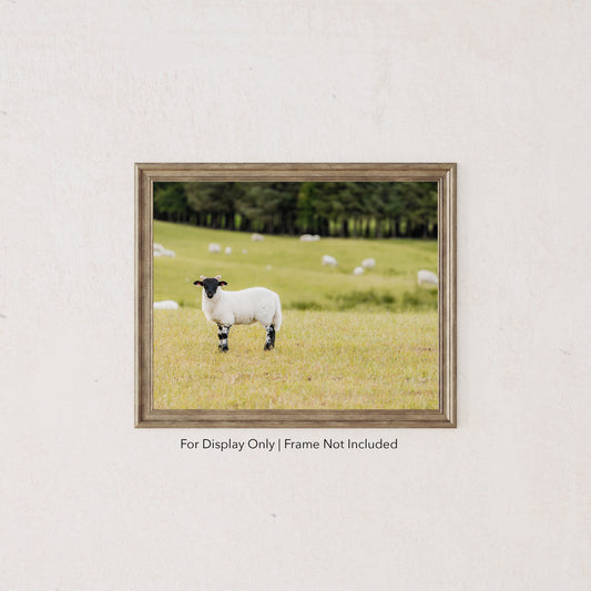 Scottish sheep standing in a green pasture with blurred flock in the background, rustic countryside photography.