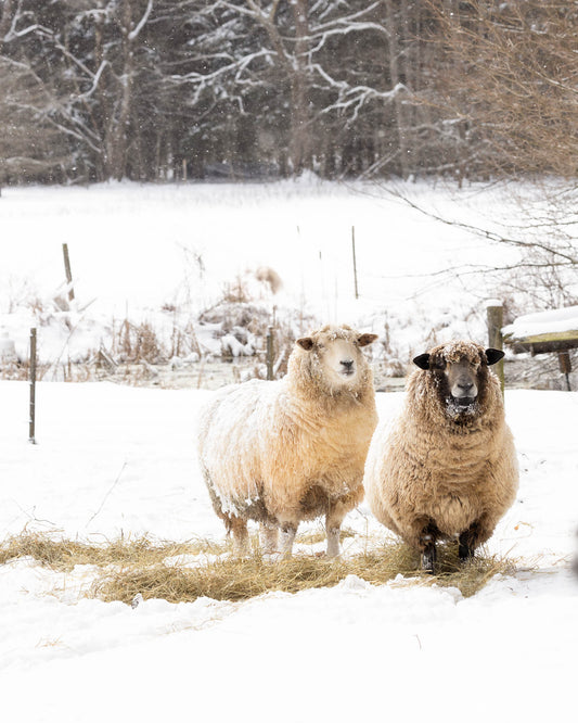 Snowy Sheep Photography Print | Rustic Farmhouse Wall Art | Winter Farm Animal Decor