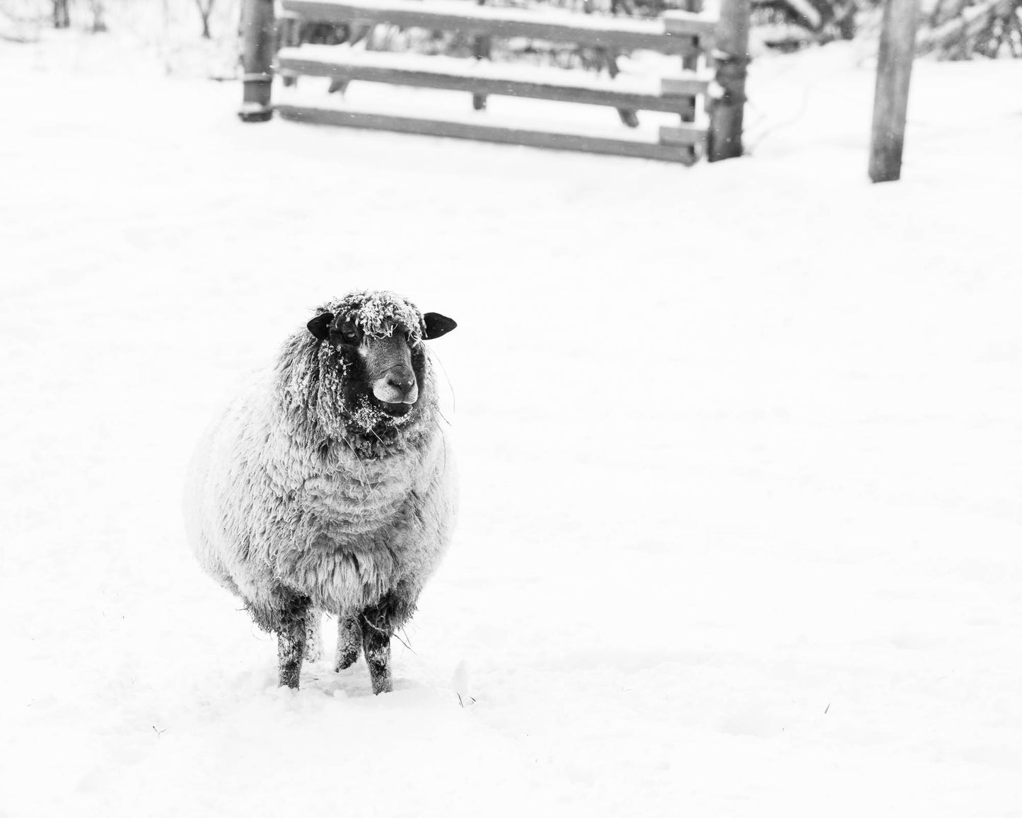 Black and White Sheep Photography Print | Rustic Farmhouse Winter Wall Art
