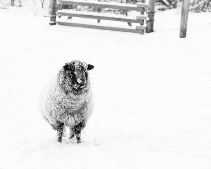 Black and White Sheep Photography Print | Rustic Farmhouse Winter Wall Art