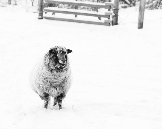 Black and White Sheep Photography Print | Rustic Farmhouse Winter Wall Art