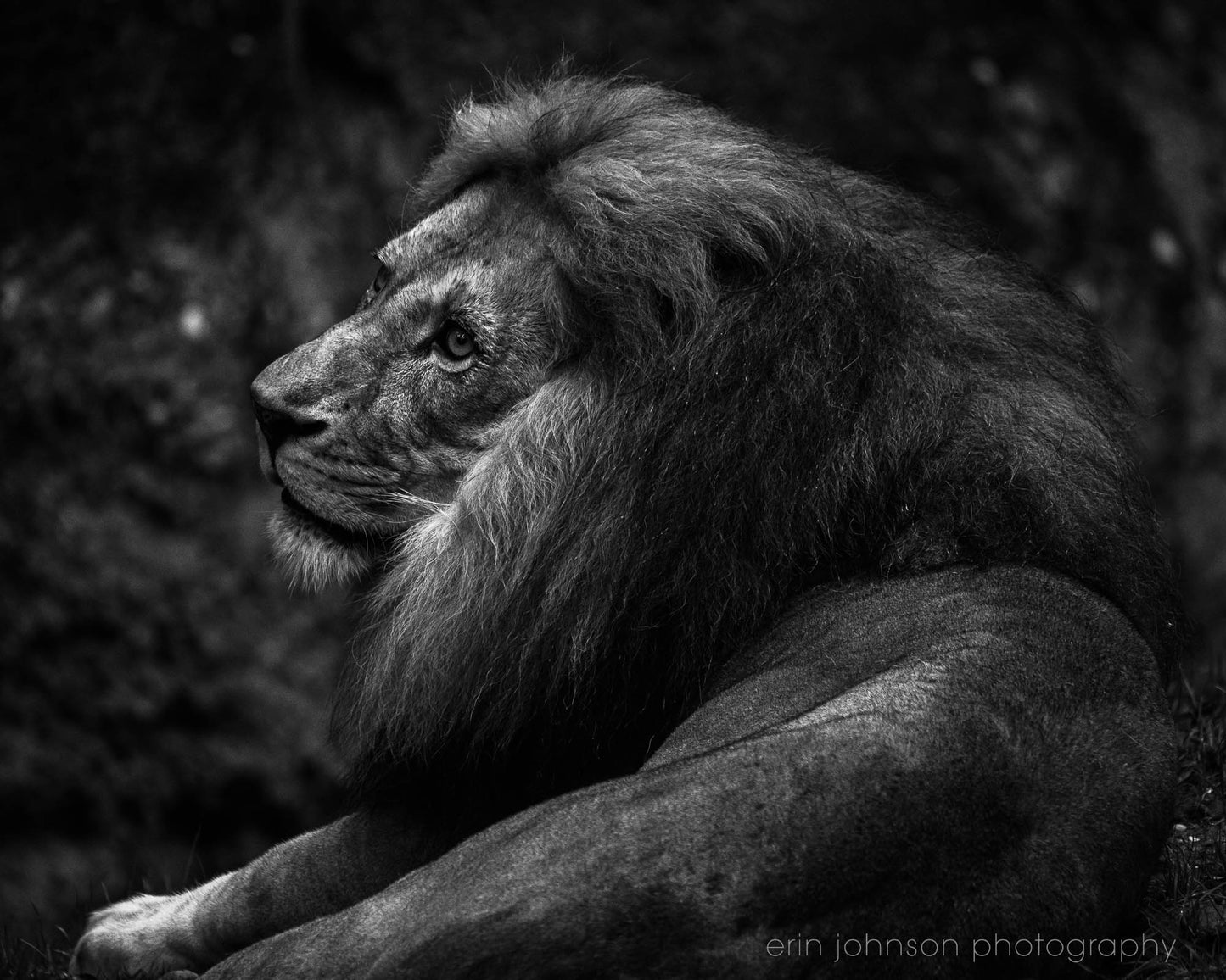 Lion Portrait | Black and White Animal Photography