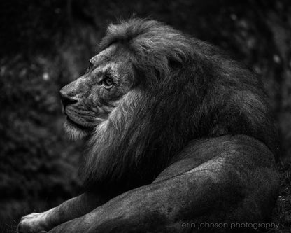 Lion Portrait | Black and White Animal Photography