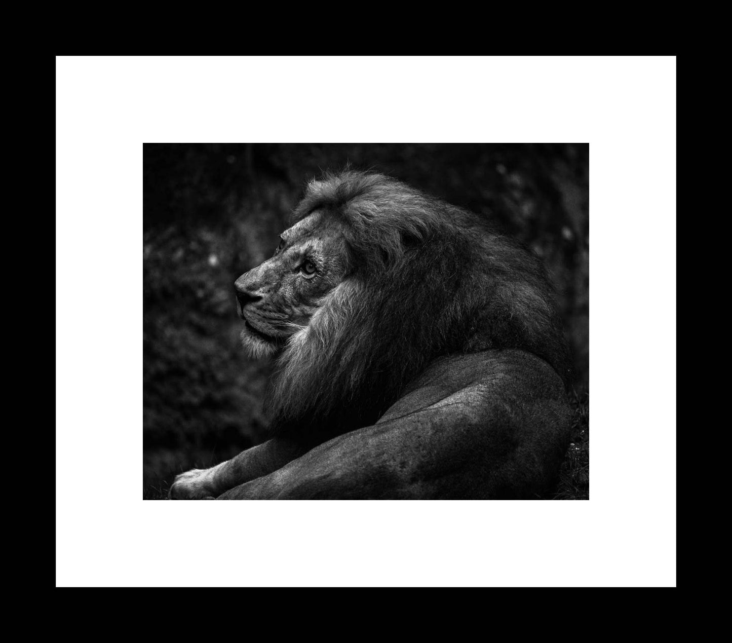 Lion Portrait | Black and White Animal Photography