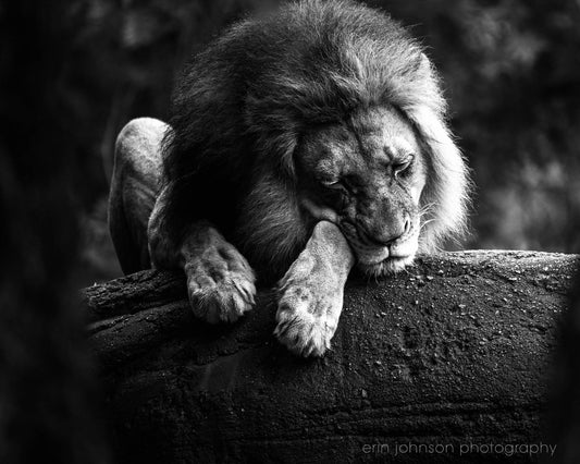 Sleeping Lion Portrait | Black and White Animal Photography