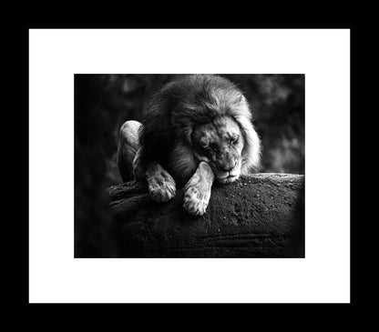 Sleeping Lion Portrait | Black and White Animal Photography