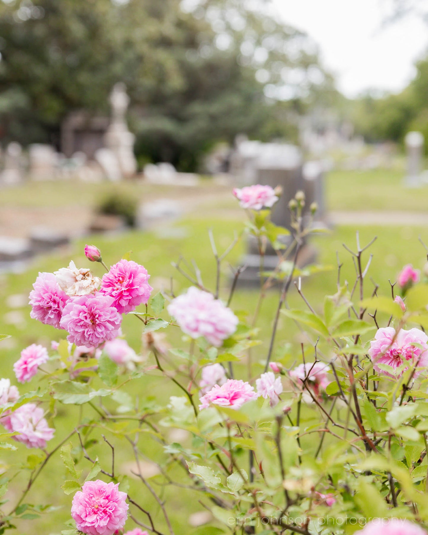 Pink China Rose | Oakland Cemetery Photography Print