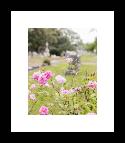 Pink China Rose | Oakland Cemetery Photography Print