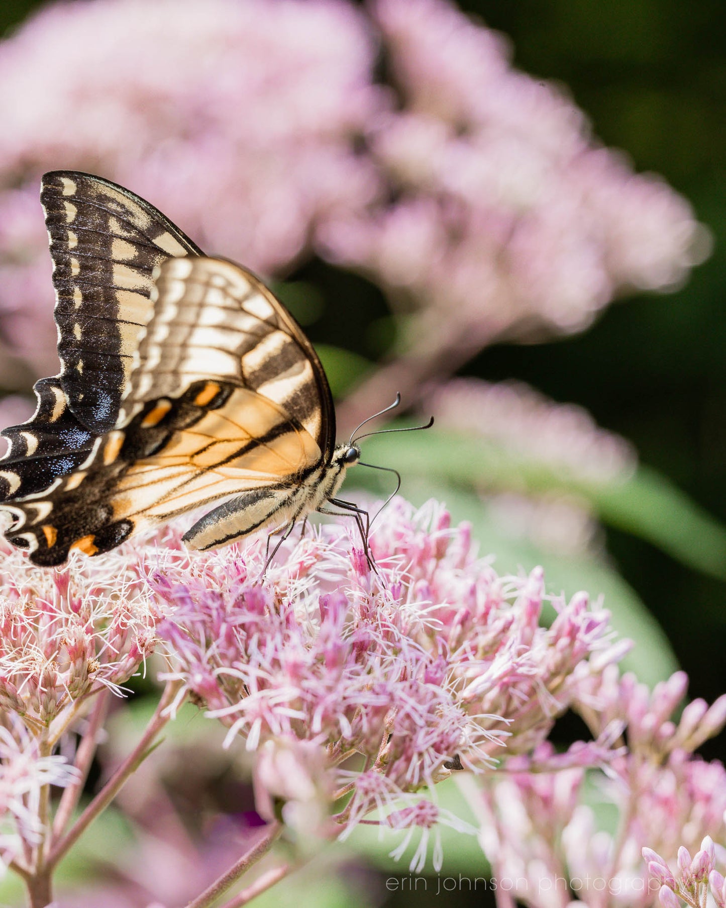 Soft as a Whisper | Butterfly Unframed Photography Print or Canvas