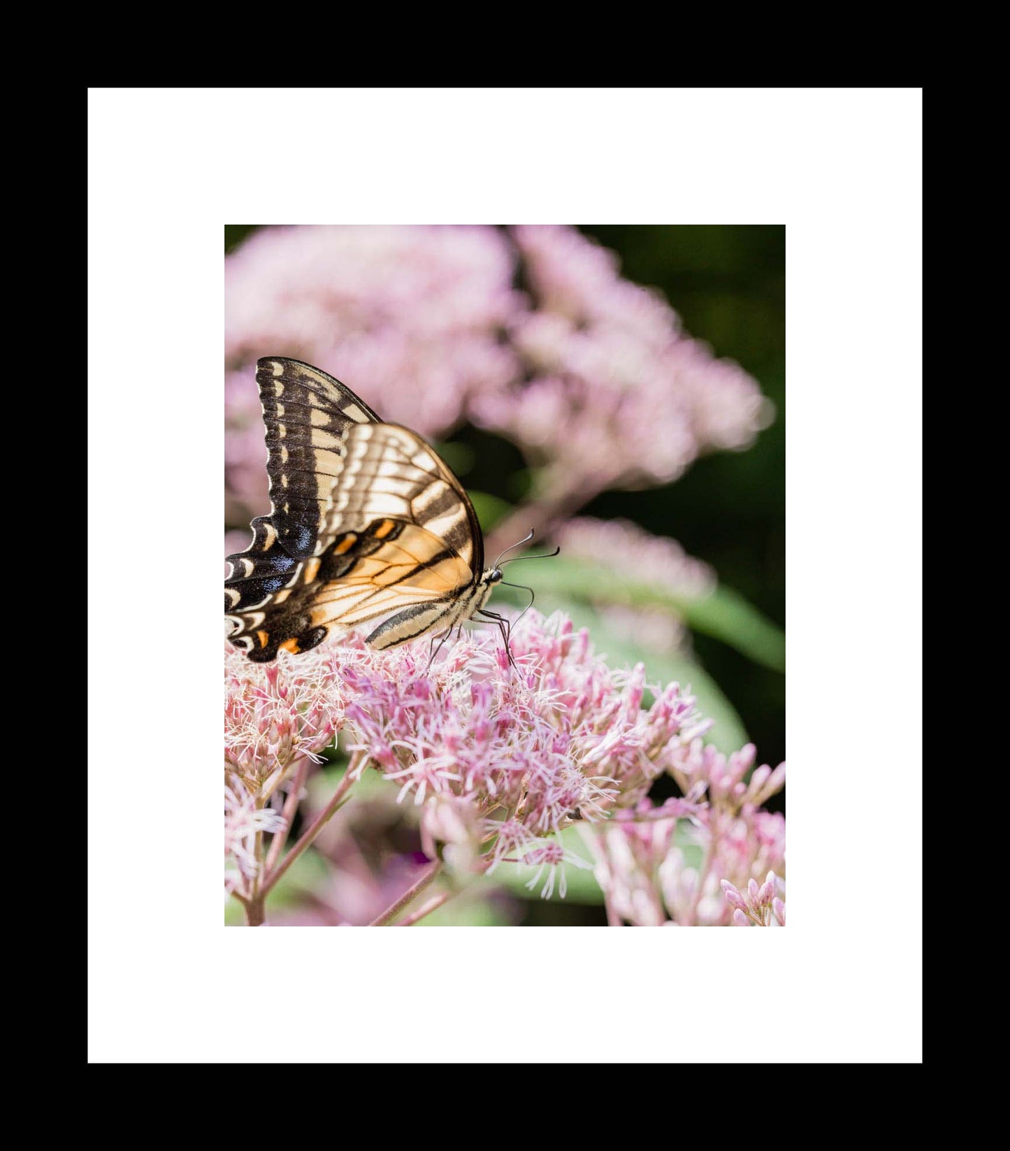 Soft as a Whisper | Butterfly Unframed Photography Print or Canvas