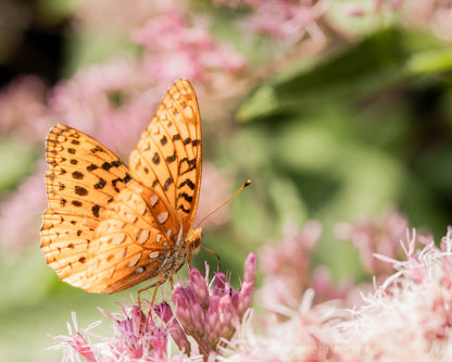 Whisper of Wings | Butterfly Photography Print or Canvas