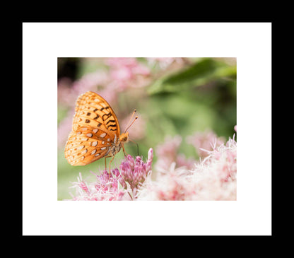 Whisper of Wings | Butterfly Photography Print or Canvas