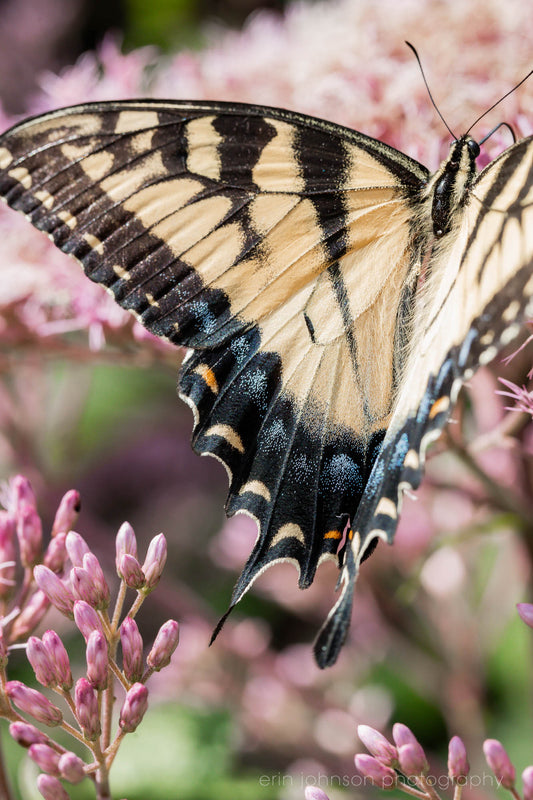 Silken Wings | Yellow Butterfly Unframed Photography Print or Canvas