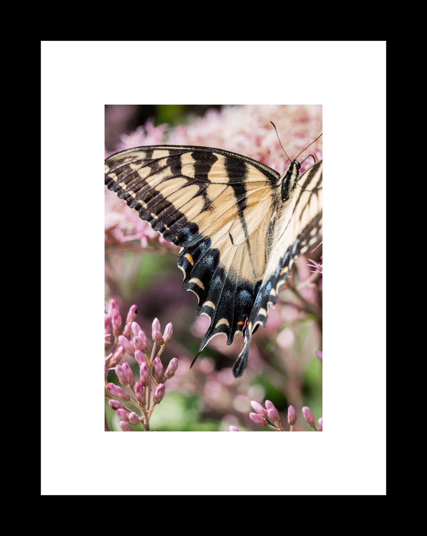 Silken Wings | Yellow Butterfly Unframed Photography Print or Canvas