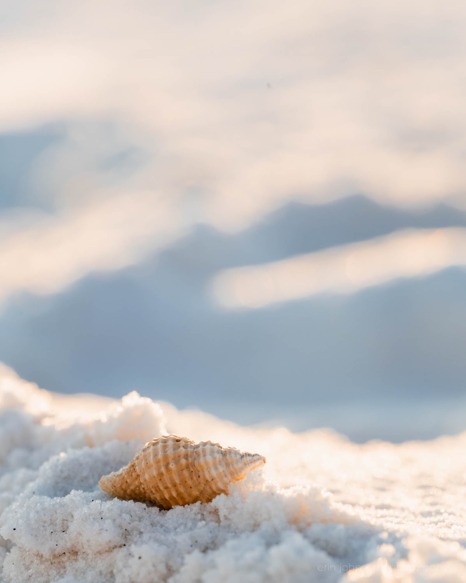 Seashell resting on white sand with a soft blurred background, coastal beach wall art.