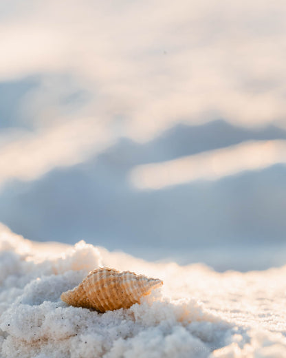 Seashell resting on white sand with a soft blurred background, coastal beach wall art.