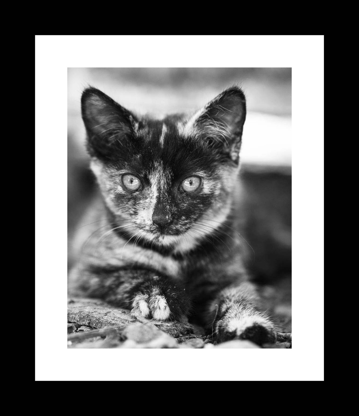 Black and White Kitten Portrait | Cat Photography Print