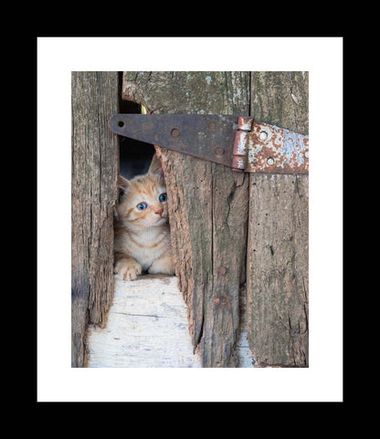 Peek-A-Boo II | Kitten Photography Print