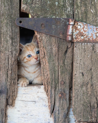 Peek-A-Boo II | Kitten Photography Print