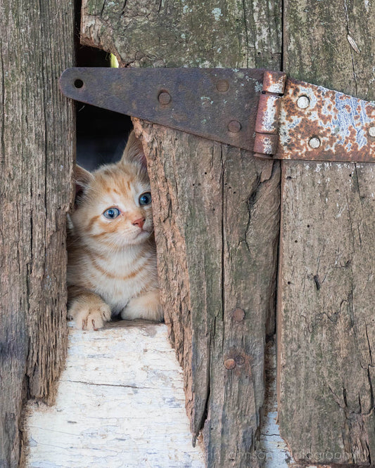 Peek-A-Boo II | Kitten Photography Print