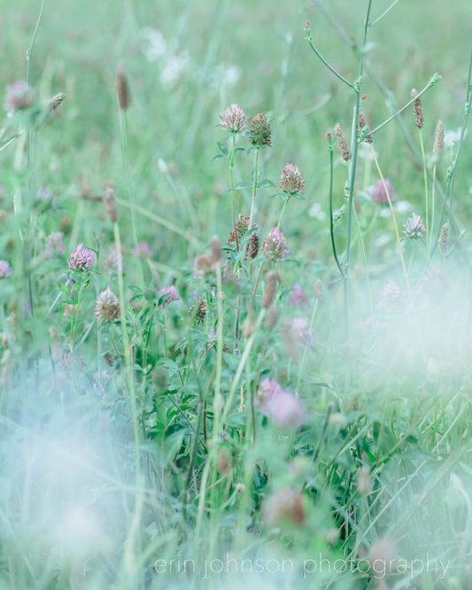 Wild Clover Photography Print Collection – Set of 3 Botanical Wall Art