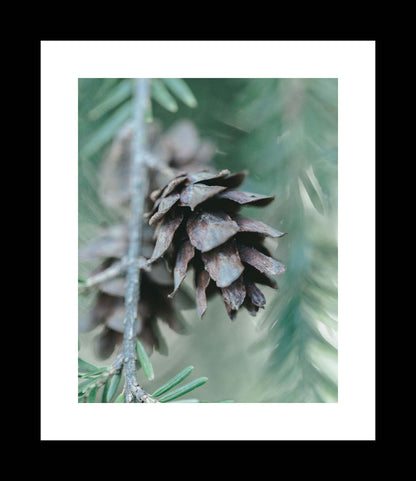 Eastern Hemlock Cones | Botanical Photography Print