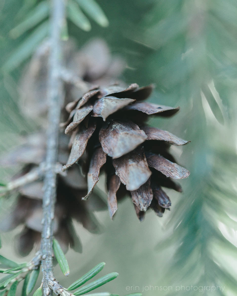 a close up of a pine cone on a tree