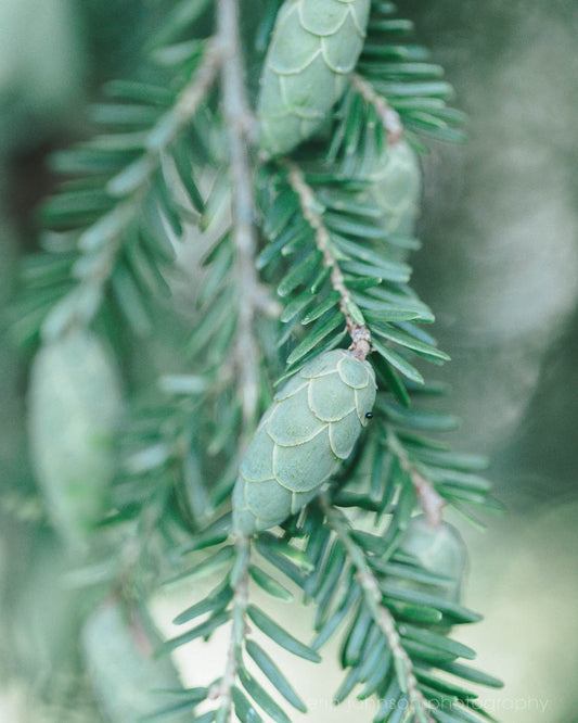 a branch of a pine tree with cones on it