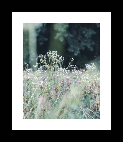 Field of Baby's Breath and Clover | Wildflower Photography Print