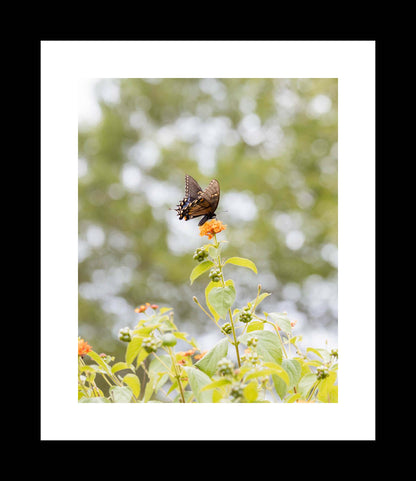 Eastern Tiger Swallowtail | Flower Garden Photography