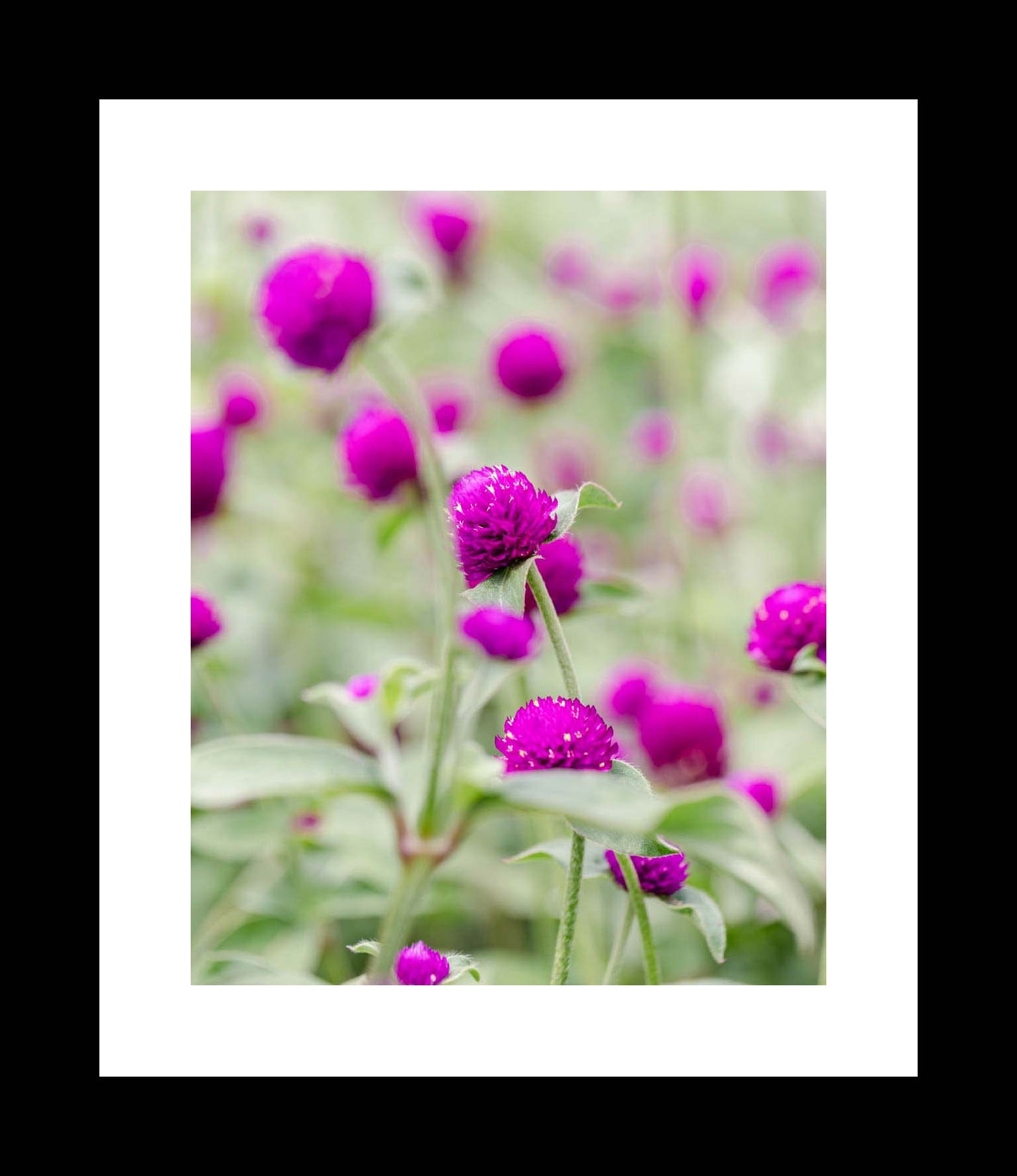 Purple Clover | Wildflower Photography Print